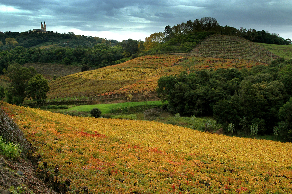 Vinho pode tudo. E tudo pede vinho”: campanha da Uvibra-Consevitis-RS exalta bebida nacional
