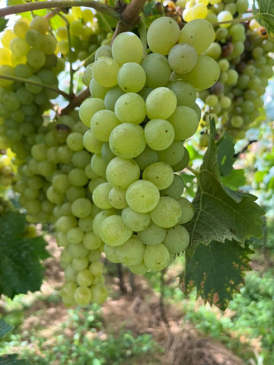 Vitivinicultura gaúcha avança em boas práticas, sustentabilidade e adoção de padrões internacionais