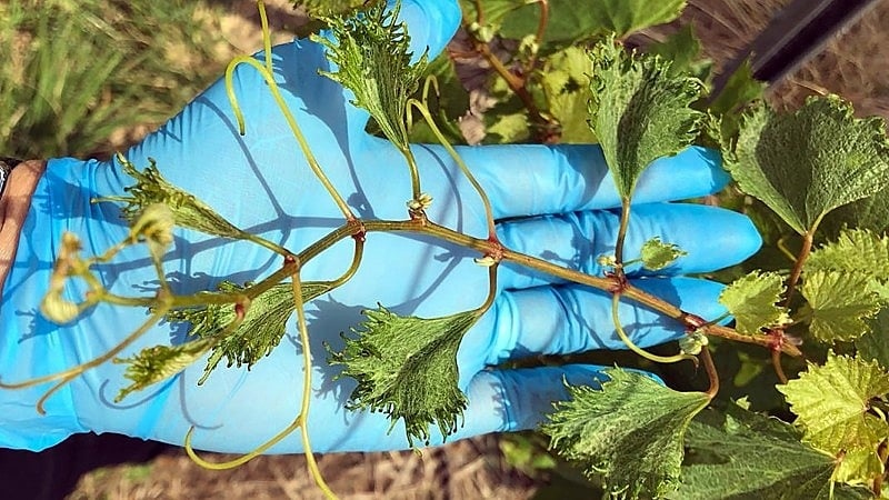 Estudo inédito vai apresentar impactos econômicos da deriva de herbicidas sobre a vitivinicultura gaúcha