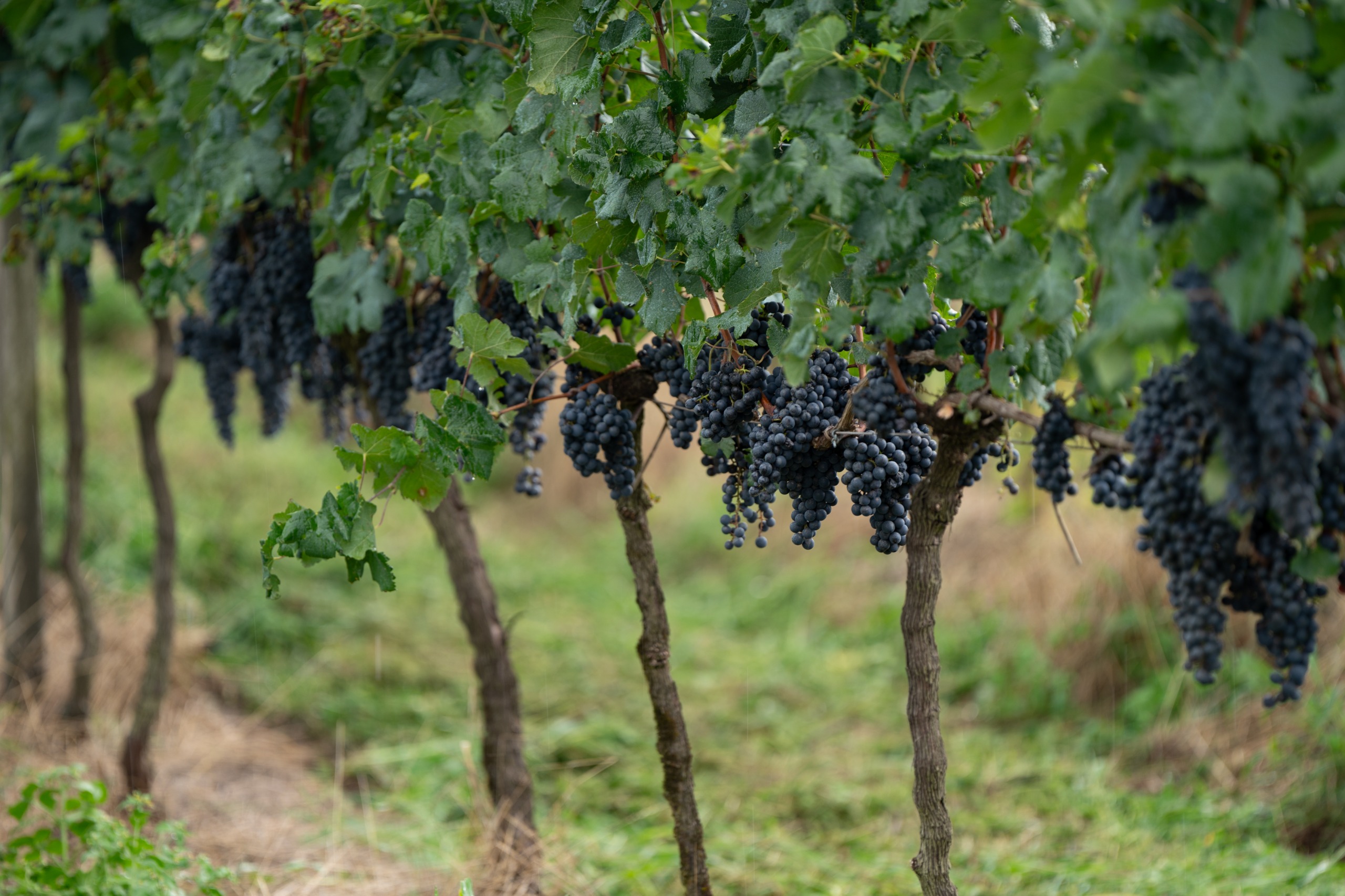 Viticultura gaúcha ganha novo programa de boas práticas do Consevitis-RS