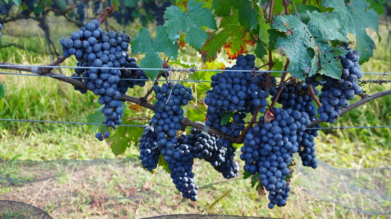 Serra Gaúcha investe em clones próprios para reduzir dependência europeia e fortalecer identidade do vinho brasileiro