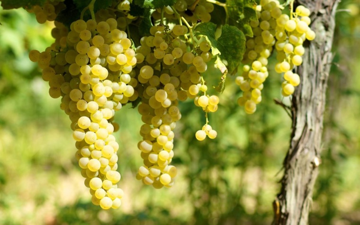 Uvas viníferas brancas: Trebbiano