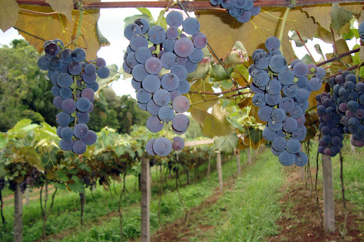 Uva Concord