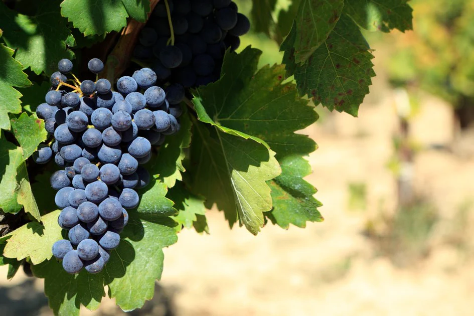 Uvas viníferas tintas: Syrah
