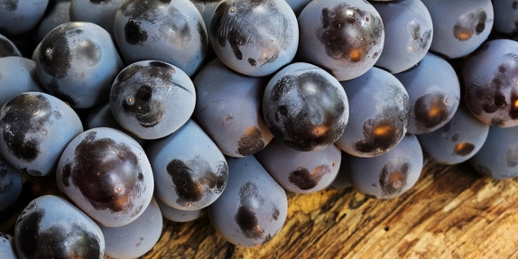 Uvas Americanas e Híbridas: a base da viticultura brasileira