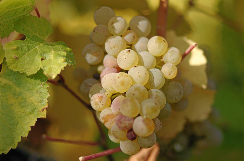 Uvas viníferas brancas: Riesling Itálico