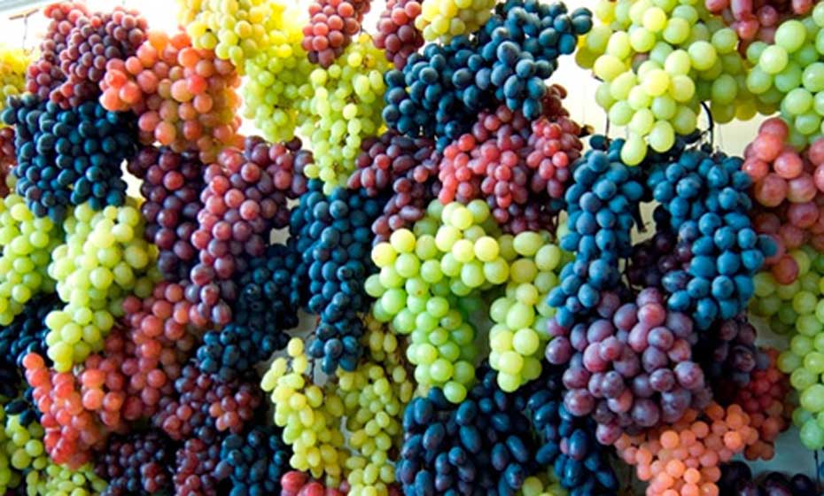 Uvas viníferas e sua importância para o vinho brasileiro