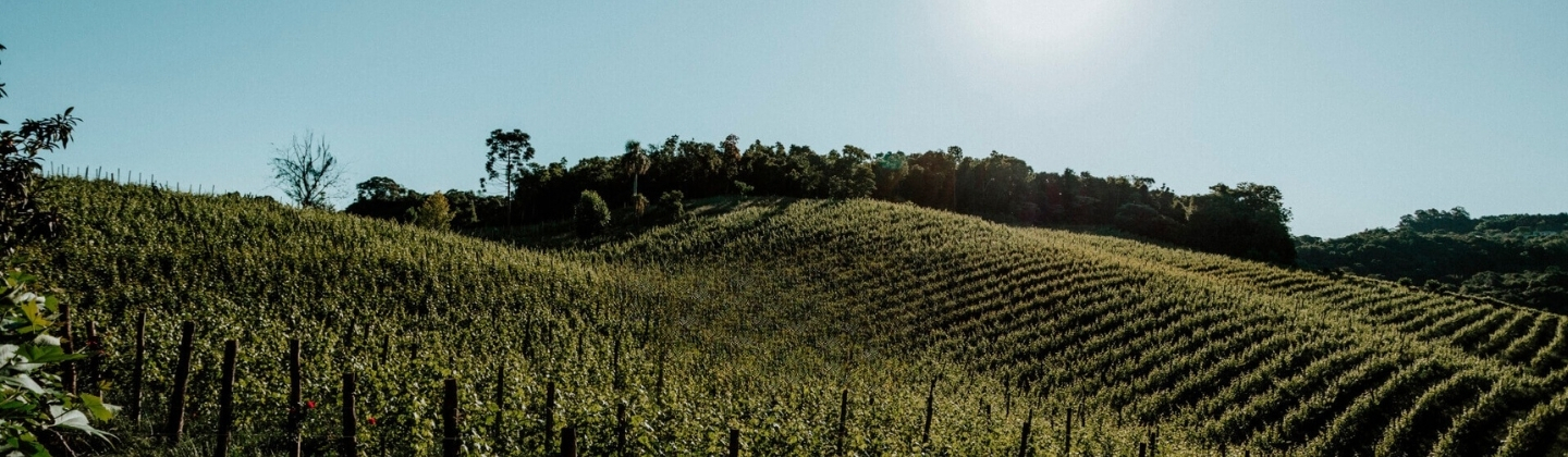 Faccin Vinhos
