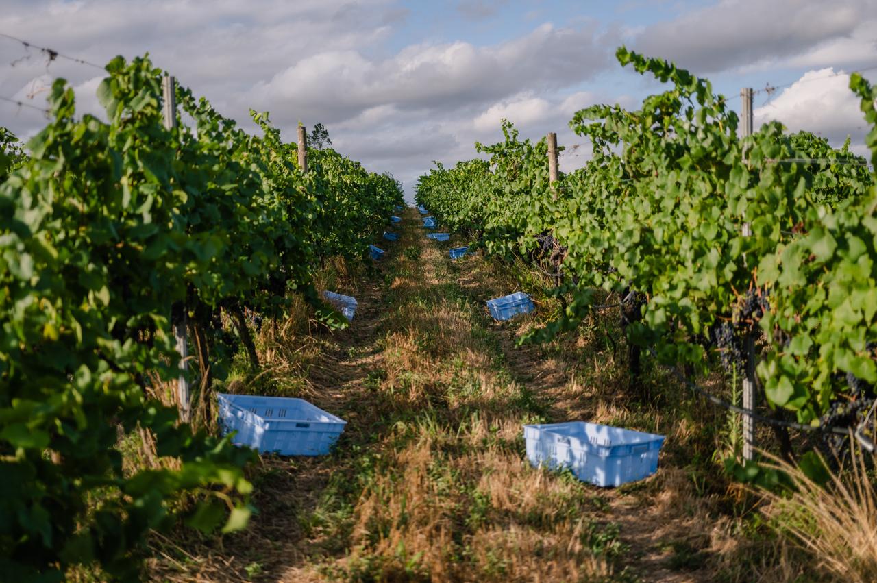 Brocardo Vinhedos e Vinhos