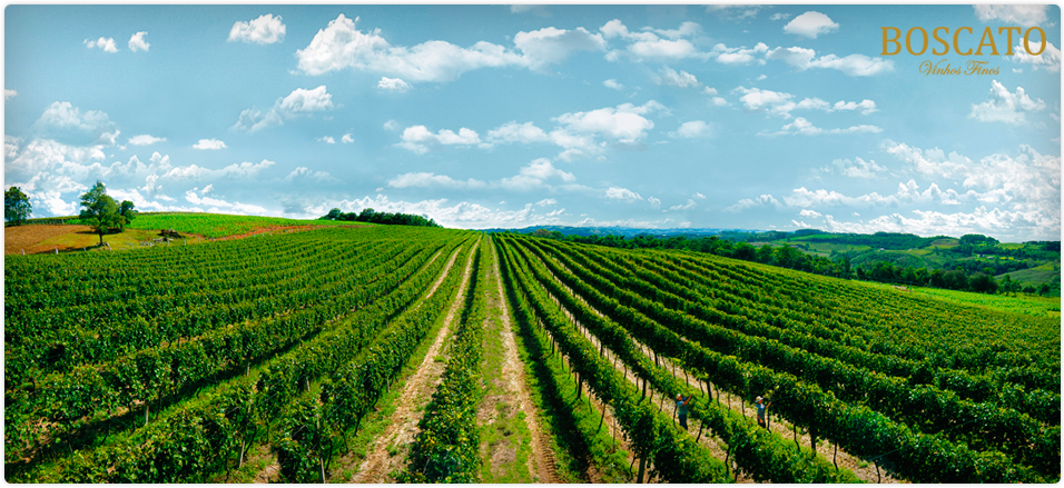 Boscato Vinhos Finos